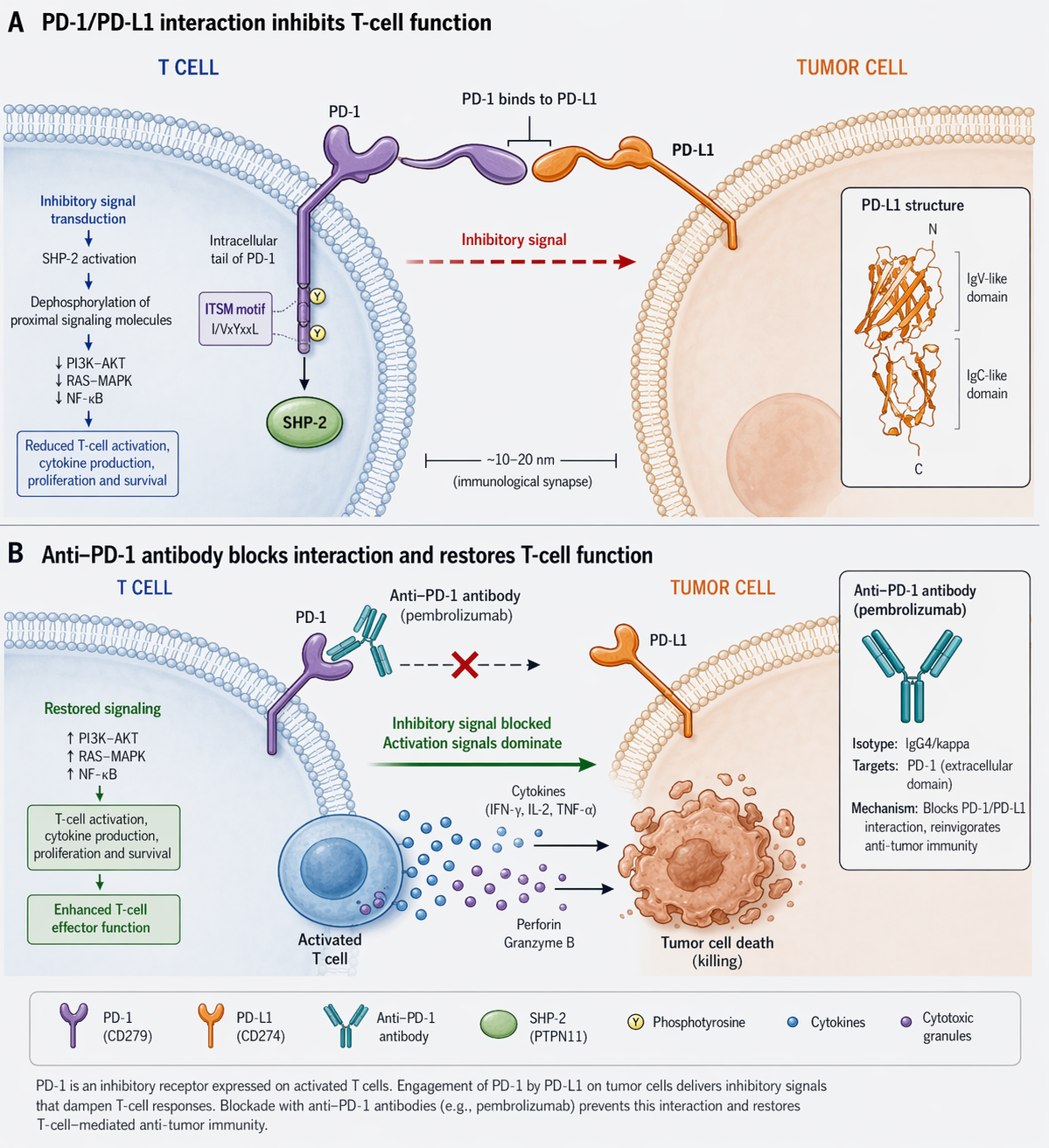 PD-1/PD-L1 Immune Checkpoint Pathway
